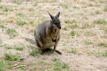 the tammar wallaby is standing up on its hind legs