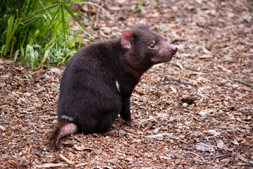 Tasmanian Devils are the size of a small dog. Devils have black fur with a large white stripe...