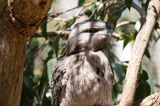 the tawny frogmouth has a mottled grey, white, black and rufous â€“ the feather patterns help them mimic dead tree branches.