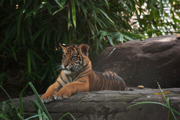 Tiger cubs are born small, blind, and weak. They're born with all their stripes and drink their...