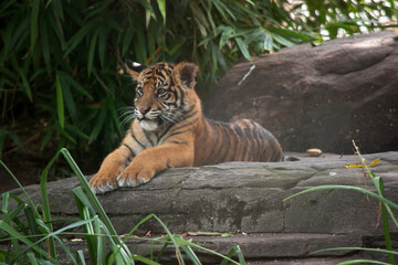 Tiger cubs are born small, blind, and weak. They're born with all their stripes and drink their mother's milk until they are six months old and then only eat meat.