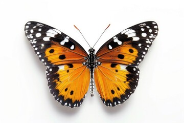 Close up shot of a butterfly on a white background. Suitable for nature and wildlife themes