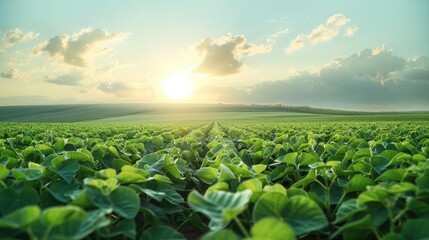 Fototapeta premium A green soybean field, clear sky, sunny. Generative AI.