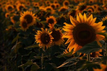 Fototapeta premium Bask in the golden glow of a field of sunflowers at sunset, where the towering blooms turn their faces towards the fading light, casting long shadows,Generative AI