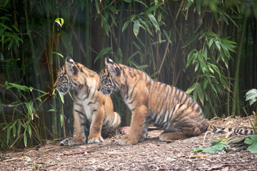 Tiger cubs are born small, blind, and weak. They're born with all their stripes and drink their mother's milk until they are six months old and then only eat meat.
