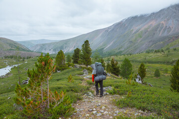 Man with big backpack goins along trail in mountain valley among sparse conifer trees in rainy weather. Backpacker on way in open forest in mountains under grey cloudy sky. Lush green alpine flora.