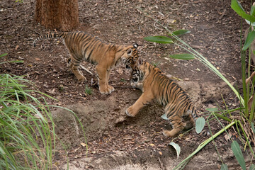 Tiger cubs are born with all their stripes and drink their mother's milk until they are six months...