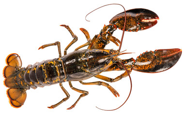 Fresh Lobster on white background, Raw Canadian Lobster isolate on white PNG File.