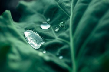 A green cabbage leaf in beautiful relief with a large dew drop on it. Close-up