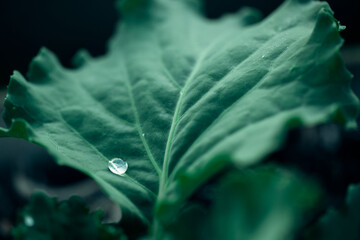 A green cabbage leaf in beautiful relief with a large dew drop on it. Close-up