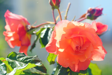 Obraz premium Spring in the Mediterranean garden: blooming rose flowers with orange petals