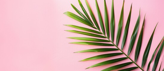 A simple tropical green palm leaf on a pink paper background. Image taken from above with space available for text.