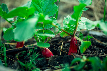 Ripened, ripe radishes grow in the vegetable garden. Radishes sticking out of the ground