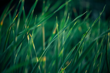 Juicy green grass close-up. Green grass background