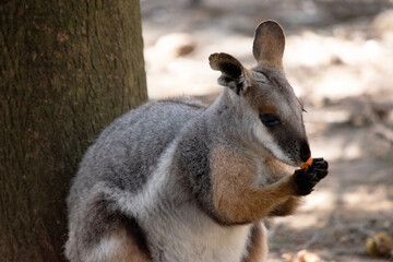 The Yellow-footed Rock-wallaby is brightly coloured with a white cheek stripe and orange ears. It is fawn-grey above with a white side-stripe, and a brown and white hip-stripe.