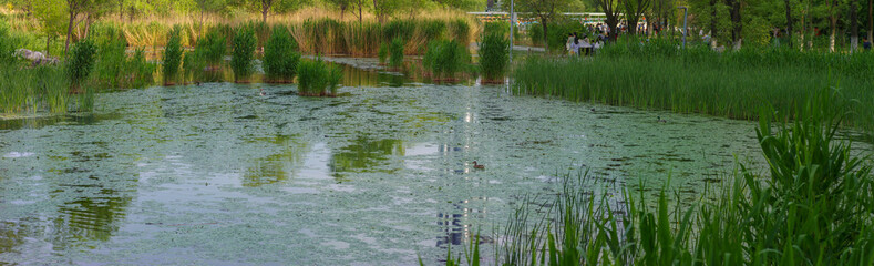reeds in the water.  the view of a reed marsh.  the early summer scene of a wetland