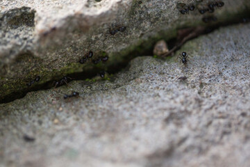 The little ants go on their way, the work of the ants in the cliff face