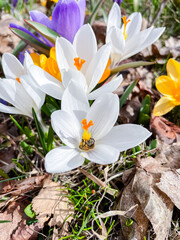 Bee collects nectar from crocus flower on sunny spring day. Pollinators and flowering plants, close up