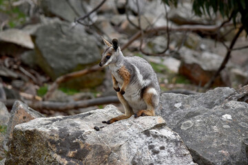 The Yellow-footed Rock-wallaby is brightly coloured with a white cheek stripe and orange ears. It is fawn-grey above with a white side-stripe, and a brown and white hip-stripe.