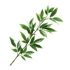 Obraz premium Bamboo branch with leaves isolated on transparent background