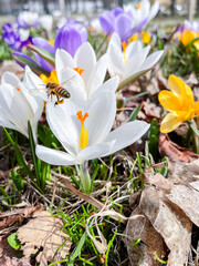 Bee collects nectar from crocus flower on sunny spring day. Pollinators and flowering plants, close...
