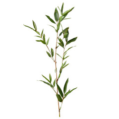 Bamboo branch with leaves isolated