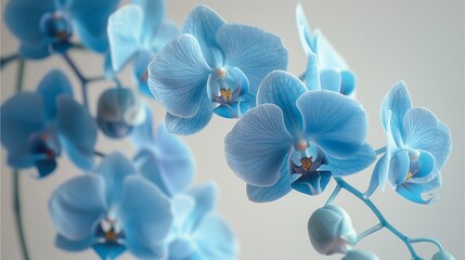Blue orchid flowers, closeup, high definition photography, hyperrealistic,Generative AI illustration.