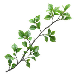 Branch with few leaves isolated on transparent background