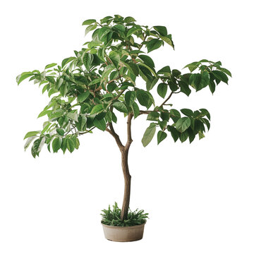 Apocynaceae tree isolated on transparent background