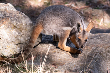 The Yellow-footed Rock-wallaby is brightly coloured with a white cheek stripe and orange ears.