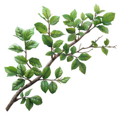 Obraz premium Acacia branch isolated on white background