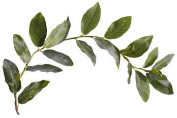 laurel crown twig isolated on white or transparent png