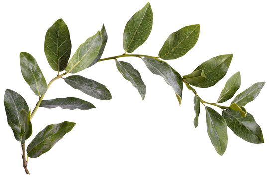 laurel crown twig isolated on white or transparent png