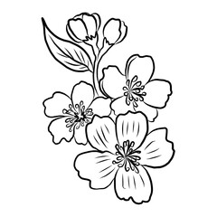 Free hand Sakura flower vector set, Beautiful line art Peach blossom isolate on white background.Cherry blossom illustration set.Element for weding card or printing on backdrop. 
