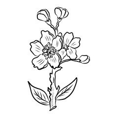 Free hand Sakura flower vector set, Beautiful line art Peach blossom isolate on white background.Cherry blossom illustration set.Element for weding card or printing on backdrop. 