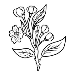 Free hand Sakura flower vector set, Beautiful line art Peach blossom isolate on white background.Cherry blossom illustration set.Element for weding card or printing on backdrop. 