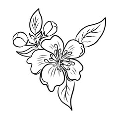 Fototapeta premium Free hand Sakura flower vector set, Beautiful line art Peach blossom isolate on white background.Cherry blossom illustration set.Element for weding card or printing on backdrop. 