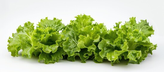 Obraz premium Fresh lettuce leaves in a high-resolution image, isolated on a white background, suitable for creative design purposes.