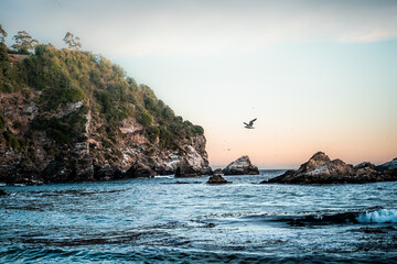 Scenic view of seagulls soaring above rocky ocean shore - Powered by Adobe