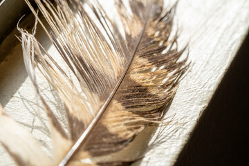 Close-up of a feather with brown spots