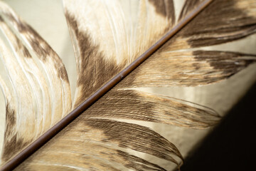 Close-up of a feather with brown spots