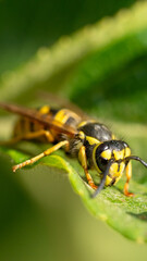 Macro shot of a yellow and black bee on a vibrant green leaf