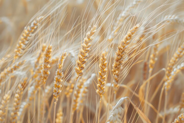 Stunning Wheat Field on a Sunny Day