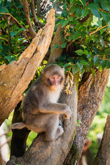 long macaque