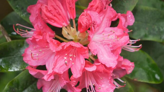 A bunch of pink rhododendrons after the rain.