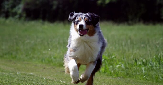Slow motion close up of playful purebred puppy of Border Collie dog is running in green park meadow surrounded by nature in sunny day. Dog breeding, domestic pets and love for animals