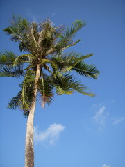 Obraz premium Background nature picture of tropical coconut palm tree on beach with blue bright sky sunlight summer shown from below no filter.