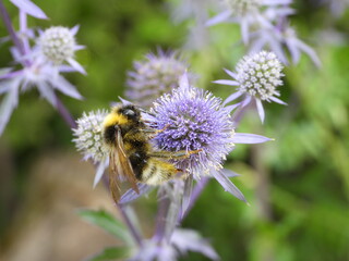Bumblebee on a purple flower (Eryngium)