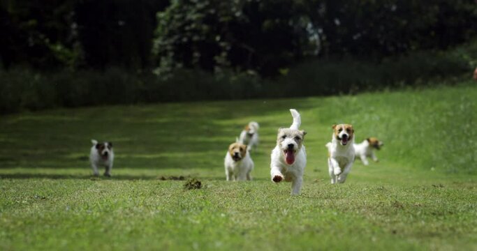 Slow motion of group of playful puppies of Jack Russell Terrier dog are running in green park surrounded by nature in sunny day. Dog breeding, domestic pets and love for animals