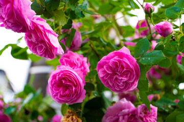 雨後の薔薇